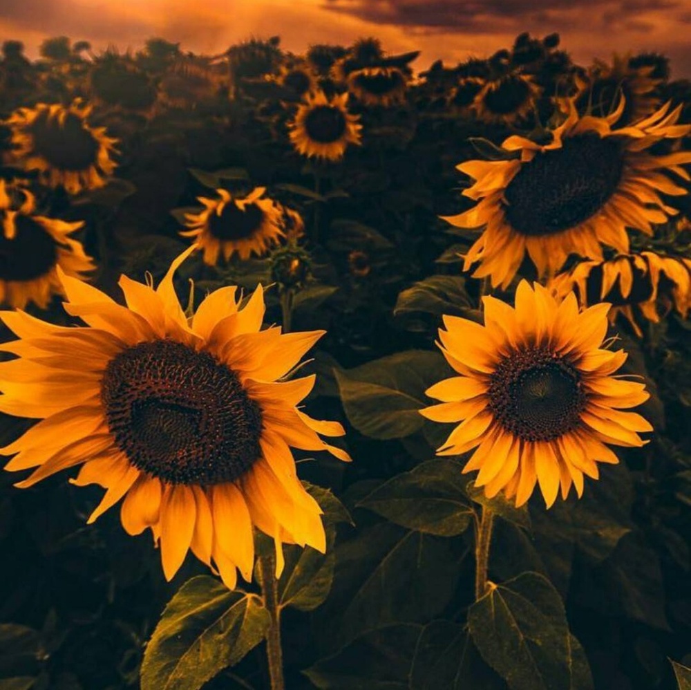 Meet your Posher, Madisyn